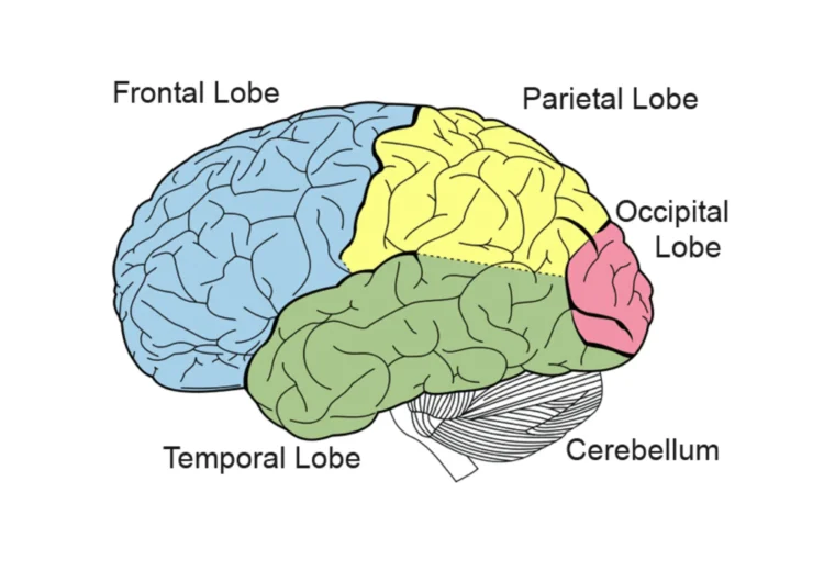 Brain parts with names.