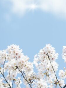 Cherry blossoms blooming under a bright sky, symbolizing hope and manifestation of dreams.